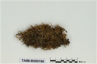 藏品(粗枝苔屬)的圖片